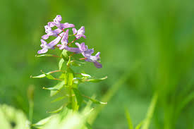Attēlu rezultāti vaicājumam “Corydalis cava flower”
