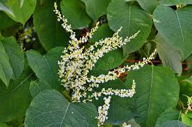 Attēlu rezultāti vaicājumam “Reynoutria sachalinensis leaf”