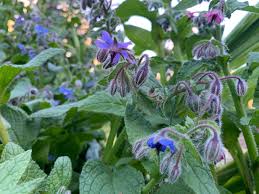 Image result for Borago officinalis