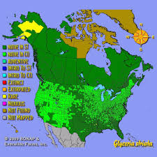 Attēlu rezultāti vaicājumam “Glyceria striata fruit”