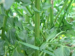 Attēlu rezultāti vaicājumam “Barbarea vulgaris subsp. arcuata fruit”