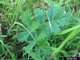 Image result for Pimpinella saxifraga