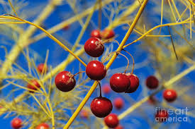 Attēlu rezultāti vaicājumam “Asparagus officinalis fruit”