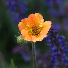 Attēlu rezultāti vaicājumam “Geum x intermedium flower”