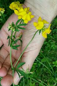 Attēlu rezultāti vaicājumam “Lotus corniculatus”