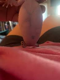Image result for gravidity leopard gecko