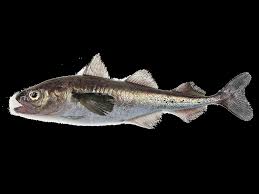 Image result for Boreogadus saida