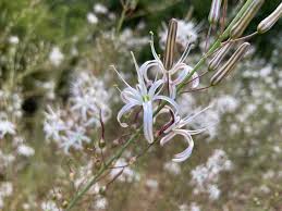 Attēlu rezultāti vaicājumam “Campylophyllum calcareum sporophyte”