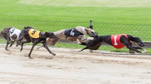 Image result for Reading Greyhound Track