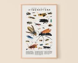 Attēlu rezultāti vaicājumam “Hymenoptera”