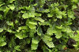 Attēlu rezultāti vaicājumam “Chiloscyphus pallescens”