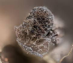 Attēlu rezultāti vaicājumam “Badhamia dubia macro”