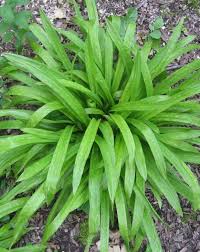 Attēlu rezultāti vaicājumam “Carex ornithopoda leaf”