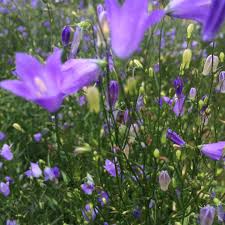 Attēlu rezultāti vaicājumam “Campanula rotundifolia”