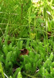 Attēlu rezultāti vaicājumam “Lycopodium dubium”