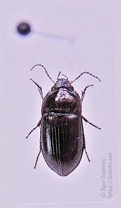 Attēlu rezultāti vaicājumam “Amara sp.”