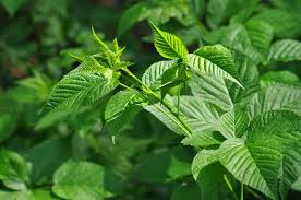 Attēlu rezultāti vaicājumam “Rubus nessensis”