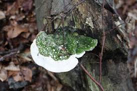Attēlu rezultāti vaicājumam “Trametes gibbosa”