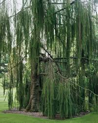 Attēlu rezultāti vaicājumam “Picea abies fo. virgata”