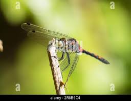 Attēlu rezultāti vaicājumam “Leucorrhinia dubia”