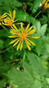 Attēlu rezultāti vaicājumam “Crepis paludosa leaf”
