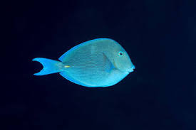 Image result for Acanthurus coeruleus