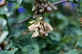Attēlu rezultāti vaicājumam “Acer pseudoplatanus fruit”