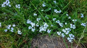 Attēlu rezultāti vaicājumam “Myosotis micrantha”