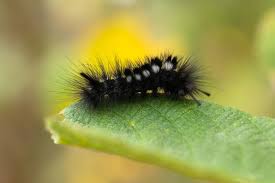 Attēlu rezultāti vaicājumam “Gynaephora selenitica larva”