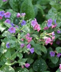 Attēlu rezultāti vaicājumam “Pulmonaria saccharata leaf”