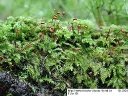 Attēlu rezultāti vaicājumam “Sciuro-hypnum curtum”