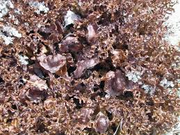 Attēlu rezultāti vaicājumam “Cetraria ericetorum”