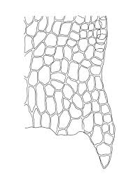 Attēlu rezultāti vaicājumam “Brachythecium albicans”