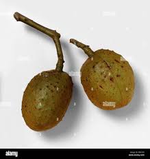 Attēlu rezultāti vaicājumam “Aesculus x hybrida fruit”