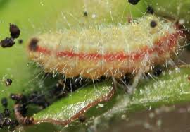 Attēlu rezultāti vaicājumam “Cnaemidophorus rhododactyla”