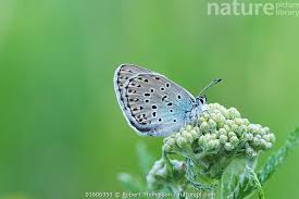 Attēlu rezultāti vaicājumam “Phengaris arion”