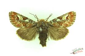 Attēlu rezultāti vaicājumam “Mythimna flammea”