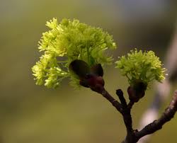 Attēlu rezultāti vaicājumam “Acer platanoides bud”