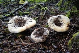 Attēlu rezultāti vaicājumam “Lactarius bertillonii”