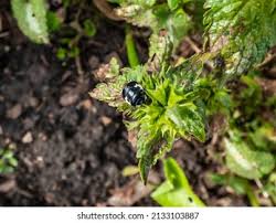 Attēlu rezultāti vaicājumam “Tritomegas bicolor imago”
