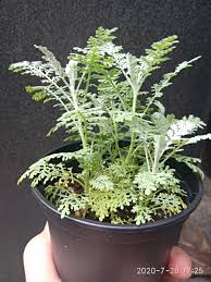 Image result for Chrysanthemum ptarmiciflorum