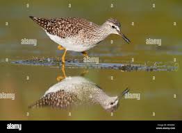 Attēlu rezultāti vaicājumam “Tringa glareola adult”