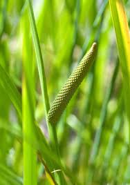 Image result for Acorus calamus