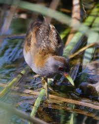 Image result for Porzana parva