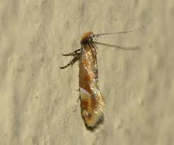 Attēlu rezultāti vaicājumam “Epicallima formosella”