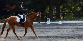 Image result for Elstead Riding Club