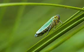 Attēlu rezultāti vaicājumam “Cicadella viridis”