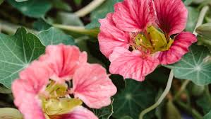 Image result for Tropaeolum majus