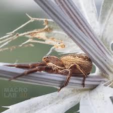 Attēlu rezultāti vaicājumam “Xysticus cristatus”