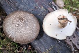 Attēlu rezultāti vaicājumam “Polyporus ciliatus”
